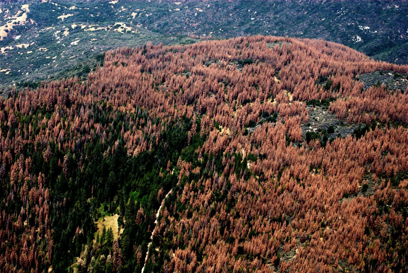Засуха в Калифорнии поразила треть леса, умерло 102 млн деревьев - 1